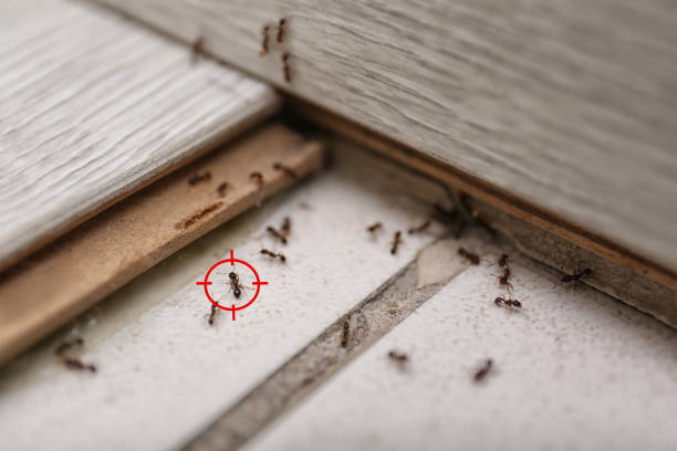 Best Commercial Pest Control Services  in Romeo, MI