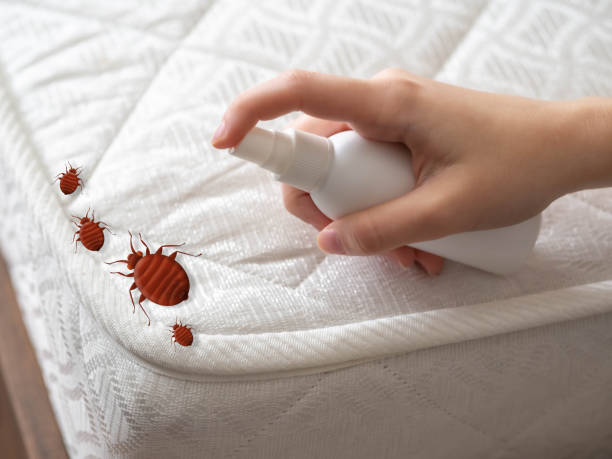 Best Termite Control Services  in Romeo, MI