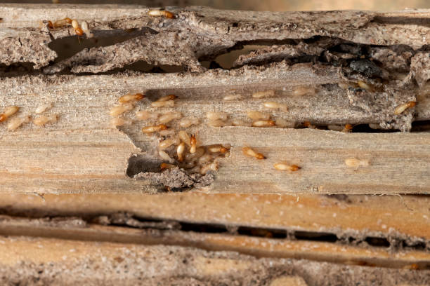 Best Affordable Pest Control Services  in Romeo, MI