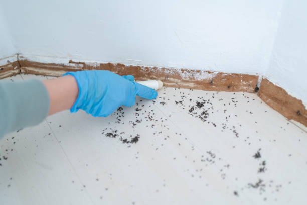Best Affordable Exterminators  in Romeo, MI